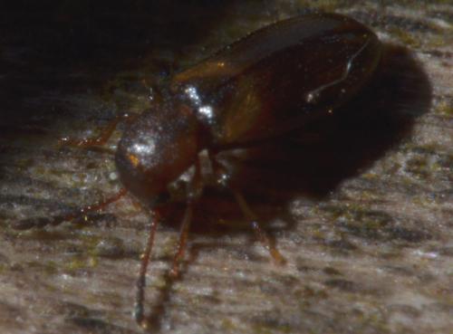 Lissodema denticolle